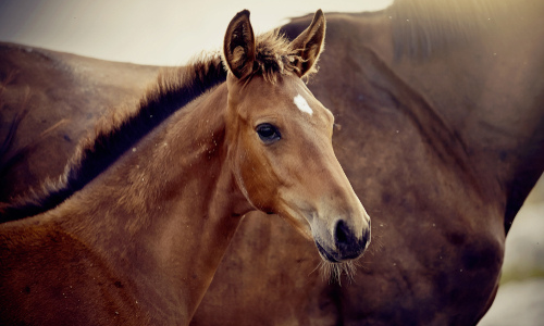 Foal with mare in a grassy field