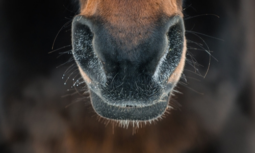 Horse nostrils