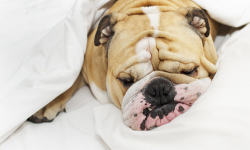 A dog sleeping in bed