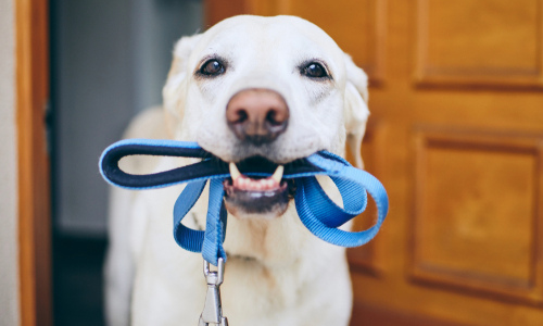 Dog holding leash 