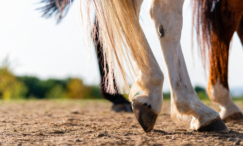 A horse's hind legs