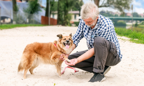 Owner checking dog's paw on the beach 