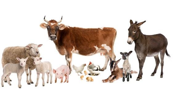 Livestock | Veterinarian in Sarasota, FL | Veterinary Center of Sarasota