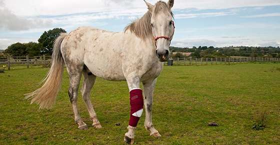 Image of horse with bandaged foreleg.