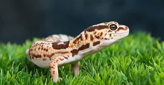 Image of a leopard gecko. 