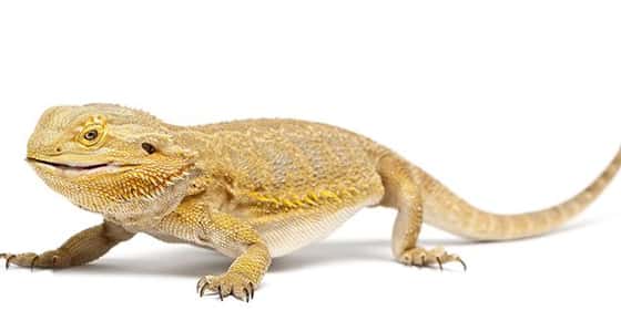Image of a bearded dragon. 