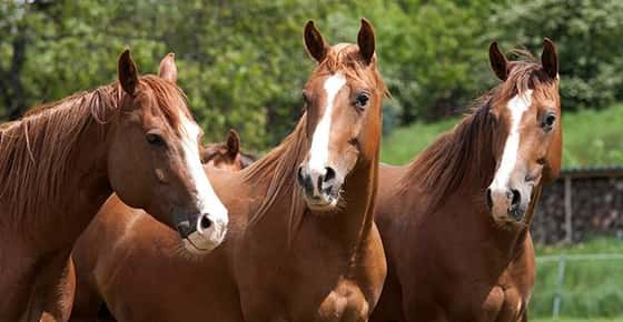 Image of horses. 