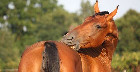 Image of horse scratching itself.