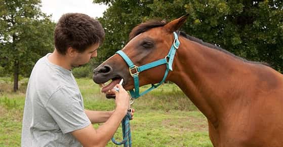 Image of young man deworming a bay horse with a dewormer paste.