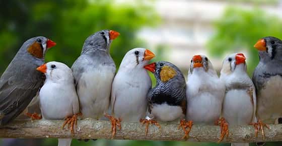 Image of several zebra finches. 