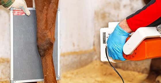 Image of vet taking radiograph of horse leg.