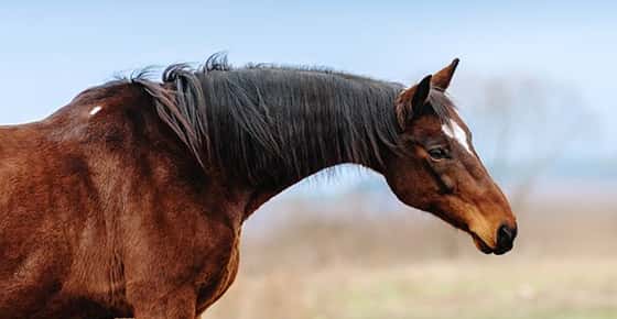 Image of horse. 
