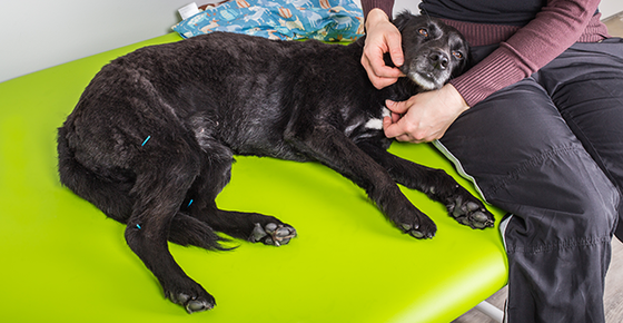 Image of dog getting acupuncture. 