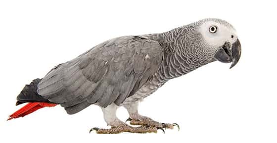 Image of an African grey parrot. 