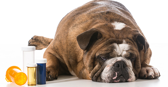 Image of sick dog with empty pill bottles. 