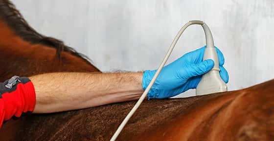 Image of an ultrasound on a horse. 