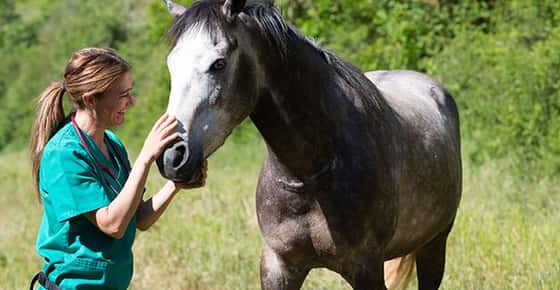 Image of vet examining horse. 