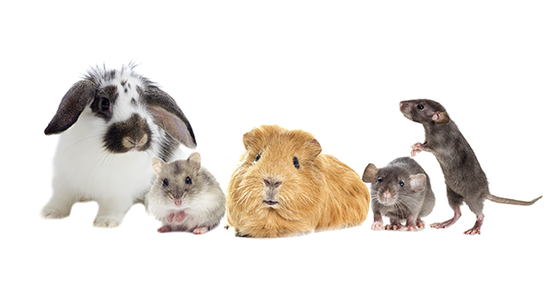 Image of pocket pets, including an adorable guinea pig. 