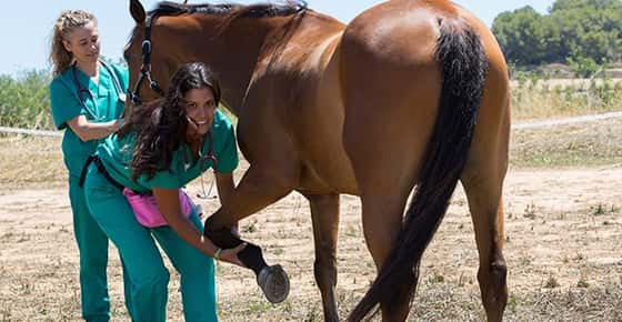 Image of vet examining horse leg. 
