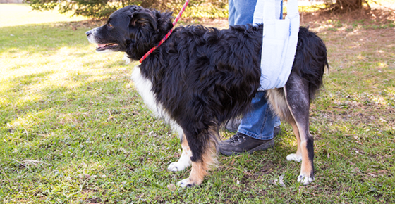 Image of a dog using a body sling to help it stand. 