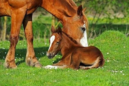 Image of foal and mama horse. 