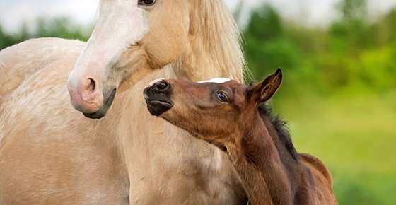 Image of mother horse and baby.