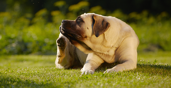 Image of a dog scratching. 