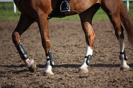 Image of horse legs. 