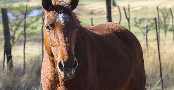 Image of an old horse. 