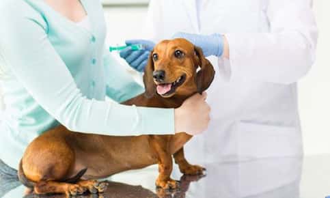 An image of a dachshund at the vet, calmly receiveing a vaccine while its owner gently holds the dog still. 