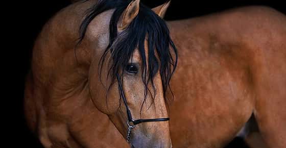 Image of a horse. 