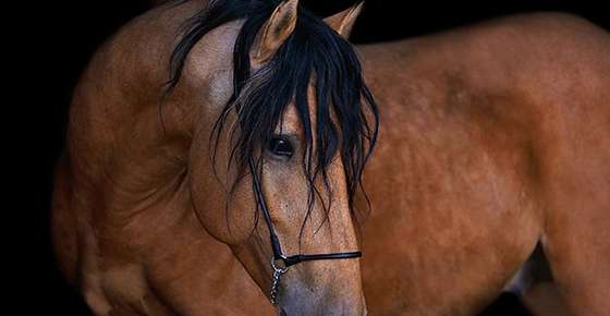 Image of a horse. 