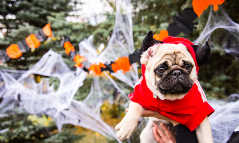 A dog wearing a Halloween costume