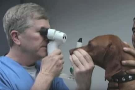 Image of veterinarian checking dog's eyesight.