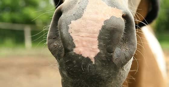 Image of horse nostrils. 