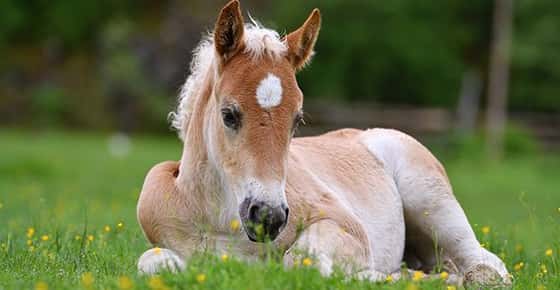 Image of foal laying down. 