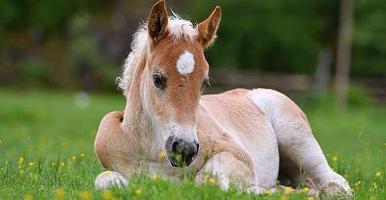 Image of foal laying down.