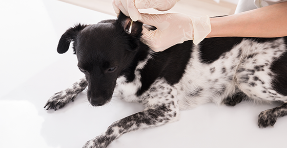 Image of dog getting ears examined. 