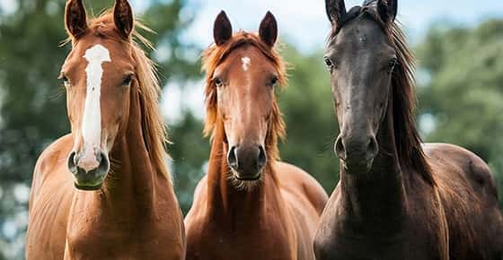 Image of horses with ears facing forward. 