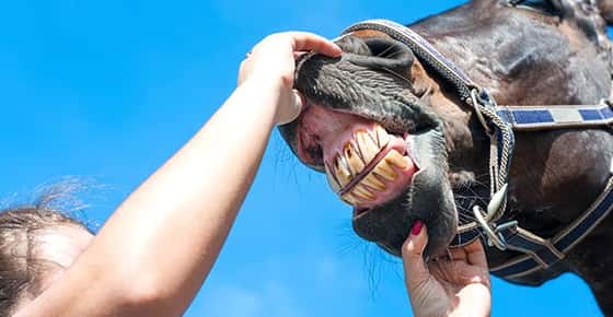 Image of a horse's teeth. 