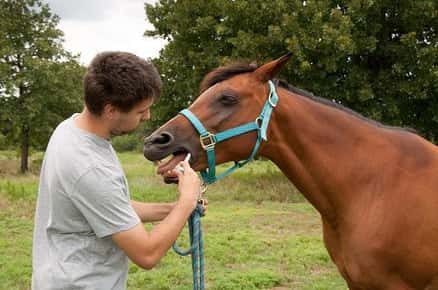 Image of horse being dewormed. 