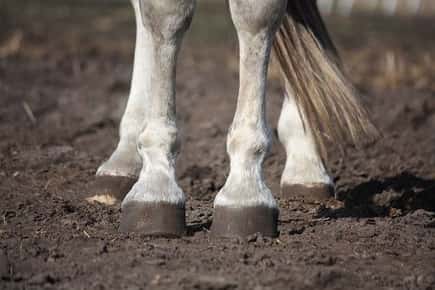 Image of horse hooves. 