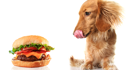 Image of a dog licking its lips at a cheeseburger. 
