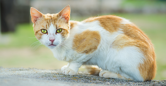 Image of a thin cat. 