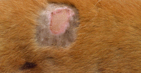 Image of pet hair loss and skin infection. 