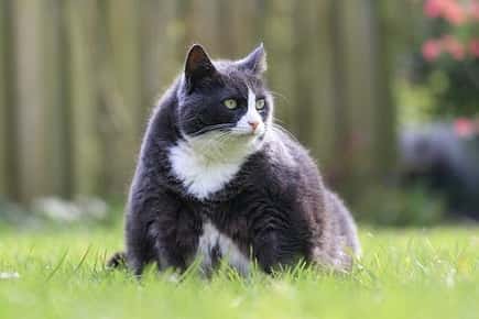 Image of obese cat sitting in the grass.