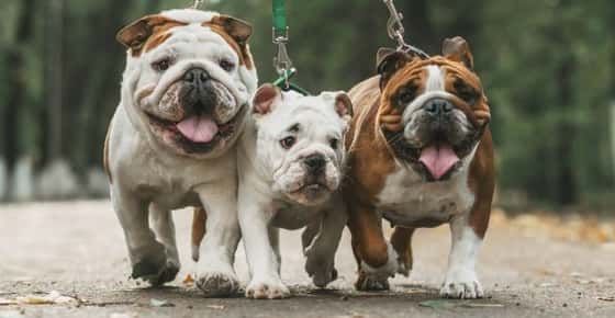 Image of 3 English bulldogs, a breed which has many health issues. 