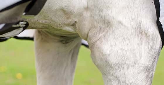 Image of a white horse's leg with swelling on it. 