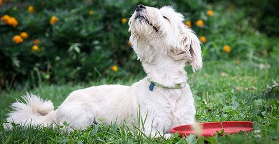 Image of a dog smelling the air. 