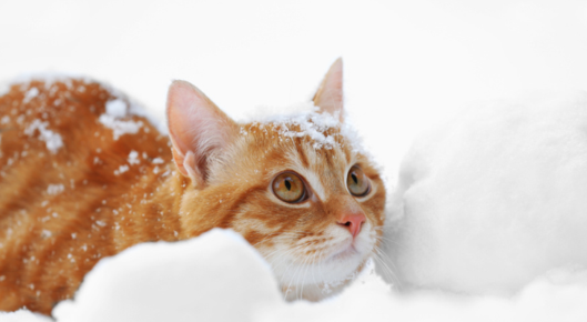 Cat plays in the snow